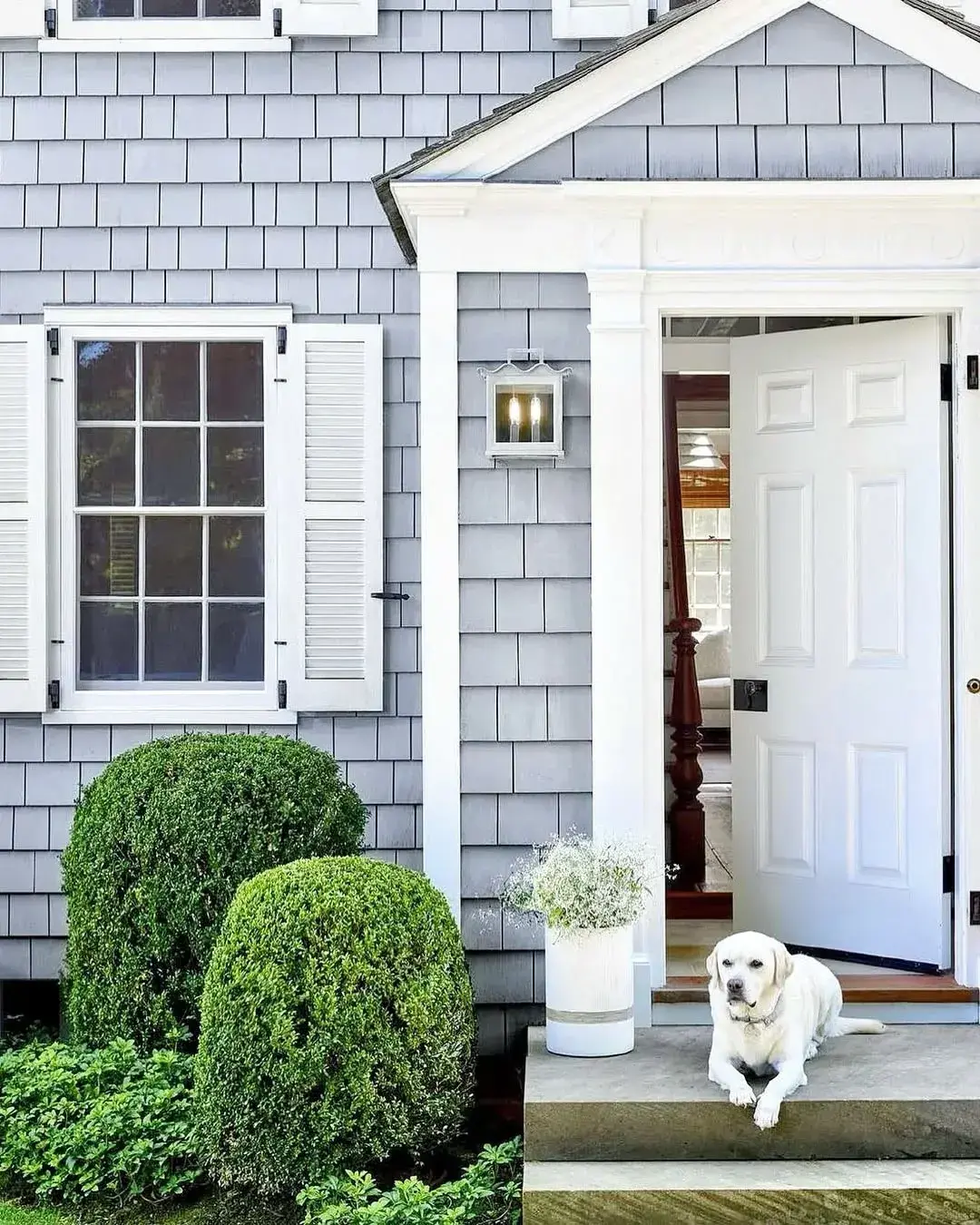 Grey shingle porch with clipped box mounds, a tall white pot of white flowers, and a dog on the step