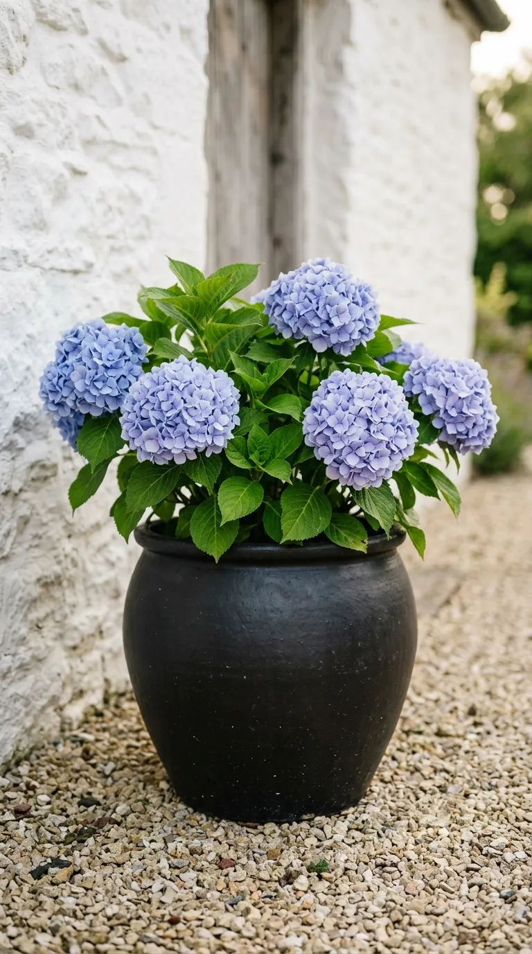 Terracotta container gardening ideas with varied pot heights on sandstone patio