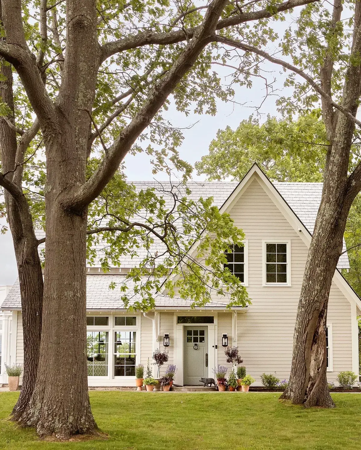 Cream weatherboard cottage framed by mature oaks with terracotta pots by a sage door
