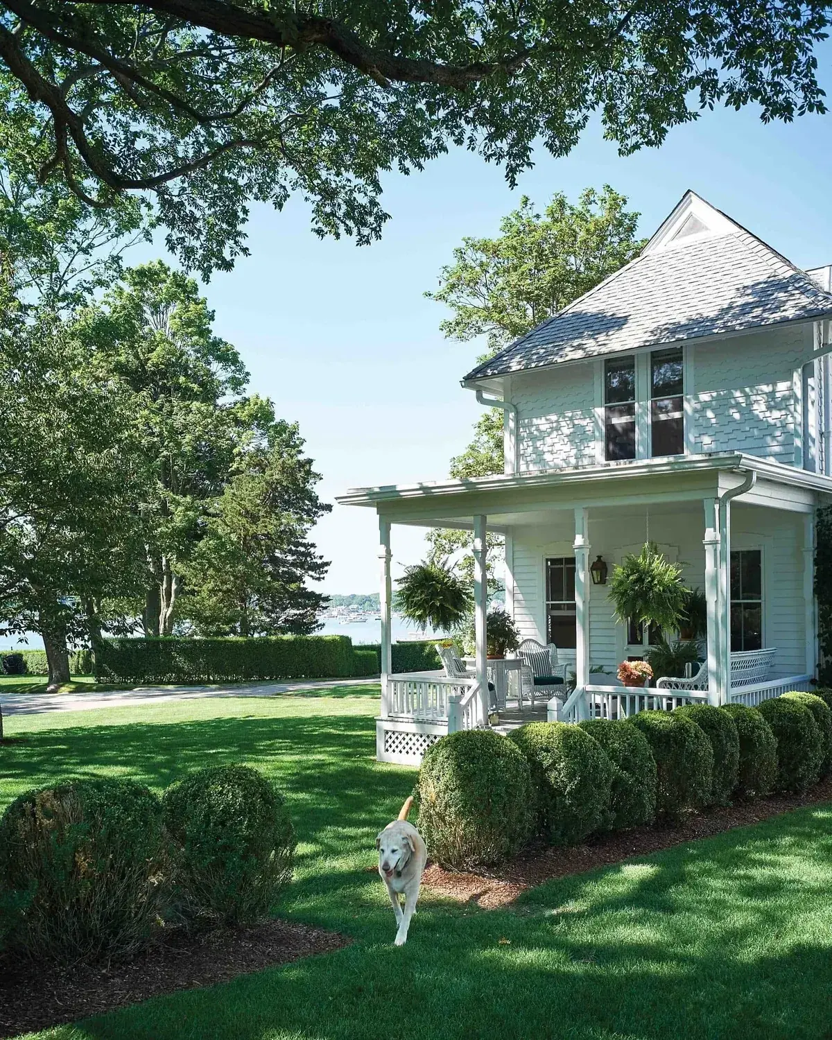 Pale cottage porch with lattice skirt, hanging ferns and clipped lawn balls