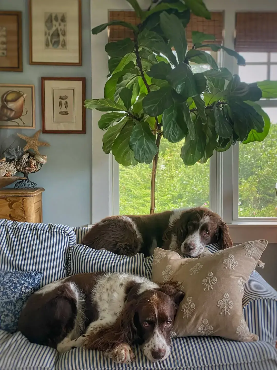 Two spaniels asleep on a ticking stripe sofa with embroidered cushions